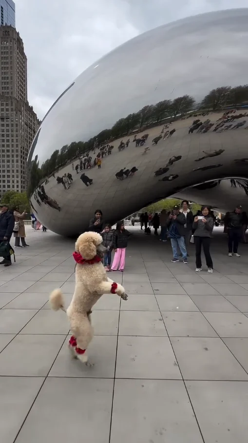 Pappy The Poodle